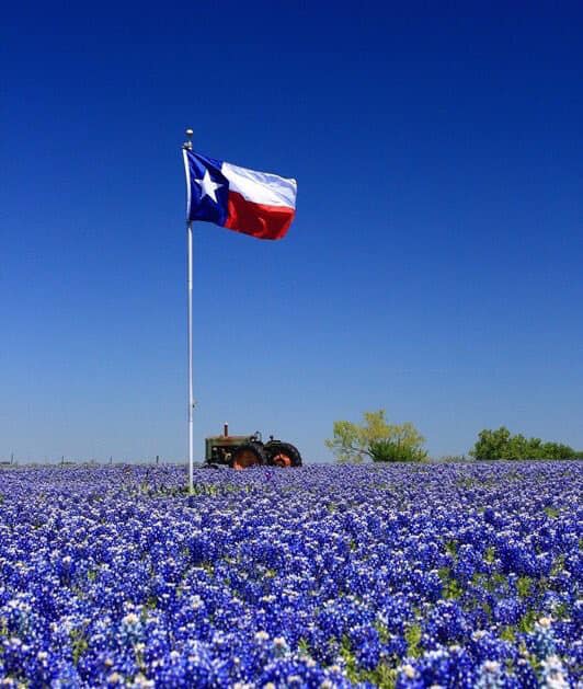 Texas Flag in a field of bluebonnets